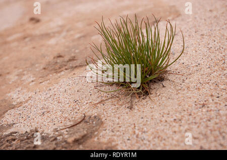 Sandy trockenem Boden bei Menindee Lakes, Outback Australien Stockfoto