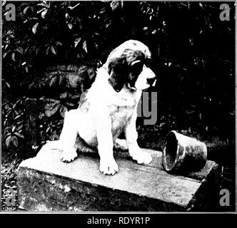 . Unsere heimische Tiere, ihre Gewohnheiten, Intelligenz und Nützlichkeit; tr. Aus dem Französischen von Gos. De Voogt, von Katharine S. Wormeley;. Heimische Tiere. Hund; Die tryixc Fkoxtikk mit CoxTKAiiAND waren zu überqueren, aber das ernsthafte Studien der wissenschaftliche Charakter gibt es auch gemacht. Für den Uneingeweihten ist ein Doj;-Show etwas beunruhigend. Den ohrenbetäubenden Lärm, dem Gewimmel der Hunde und Männer, (J der rätselhafte großzetteln der Preise, die lange Inspektionen, sind verwirrend und schwer zu uncler-Stan 1. In Folge der Teilung in "offenen Klassen" (d.h. solche, in denen alle Hunde können Co Stockfoto