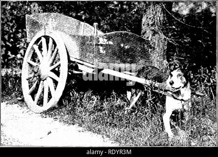 . Unsere heimische Tiere, ihre Gewohnheiten, Intelligenz und Nützlichkeit; tr. Aus dem Französischen von Gos. De Voogt, von Katharine S. Wormeley;. Heimische Tiere. 6 o unsere heimische Tiere und gefüttert. Sie cannf> t verglichen mit denen gemartert Entwurf Tiere, die wir sehen, Kranke genutzt und Krank gefüttert, in mehr als einem Ci' ilized Land." Der belgische Entwurf Hund, ein Modell von Stix - ngth und Gesundheit, macht eine e. Ausnahmeprogramm en um die Abo-'e'. Wer diese Hunde gesehen hat. 0 "F. RWKOU (iHT DR. VFT Doc die runde Milch und - egetables in Brus-sels muss mit der Überlegenheit ihrer Kabelbaum über Th angeschlagen wurden. Stockfoto