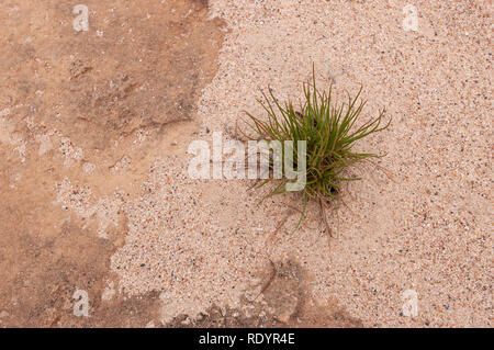 Sandy trockenem Boden bei Menindee Lakes, Outback Australien Stockfoto