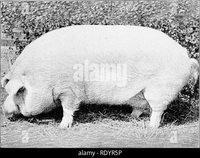 . Produktive schweine Tierhaltung. Schweinen. 68 Rassen von Schweinen im Süden bis zu einem gewissen Grad, und scheint zufrieden zu sein, außer für seine Farbe. Die lireed ist nicht jiopuLir in den südlichen Staaten. l) ufgrund Der vliitc Cdhir ermöglicht der snnlmrn und skm troulilcs. Es ist auch ziemlich gut in Kanada, wo es ein stärkerer Fuß - halten als die Poland-China gewonnen hat, vertreten. Art.-Die Chester AVhite scheint eai&gt; al) Ie zu zeigen. Abb. 21. - Eine pnze - wiuuiog Chester Weiß.^ ow. Ein snw von greLtt strijng ycule, Knochen,^nd tittractive eharaeter. mehr extreme x'ariations von tvyie als Die meisten iither In 'oeds. In der s Stockfoto