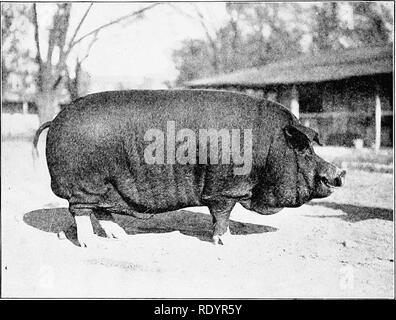 . Produktive schweine Tierhaltung. Schweinen. 56 RASSEN VON SCHWEINEN frei auf die Schweine dann in der Grafschaft, und die daraus resultierende Art kam als die Warren County Hog knowai zu sein. Die Big-China war einer mittelgroßen Rasse mit feinen Knochen und gutes Futter - ing cp. alities, und für seine Anwendung auf die IMGS von Warren County erfolgt n Tnarked im]&gt; rovement. Es heißt auch, Fol-. Abb. 19,- jähriges Poland-China Eber. Gewinnspiele Gewinner im Louisiana Purehat&gt; e ExjjoHition. genden Die introdiielidii der ISig China, andere chinesische Schweine von kleineren und Feineren 1 y]" ic Avere in die cmmty gebracht. In 1 S" 5 oder Stockfoto