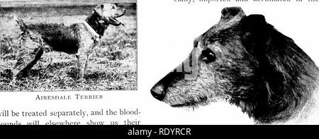 . Unsere heimische Tiere, ihre Gewohnheiten, Intelligenz und Nützlichkeit; tr. Aus dem Französischen von Gos. De Voogt, von Katharine S. Wormeley;. Heimische Tiere. -^ • -'. "-^*^' deutschen Terrier Englisch Tekkif. ij (Ikl. axoais) Niederländische Tekkter (SsrousjE) (Pincher) in vollem Galopp vor uns, wie in der militärischen Arabischer Windhund (Die slougi) sind die ältesten Bewertungen. Die gefeierte Rennen St. Bernards tN' ich^ Es wir der Rasse besitzen. Die letztere, insbesondere esjie, importiert und in der Niedrigen akklimatisiert. wird gesondert behandelt werden, und das Blut - Jagdhunde werden an anderer Stelle zeigen uns ihre Talente als Detektive. Wir advis Stockfoto