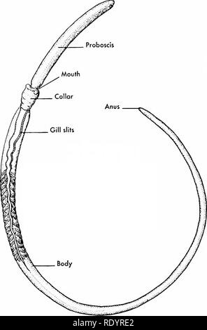 . Grundsätze der modernen Biologie. Biologie. Das Tierreich - 665 Wirbeltieren entwickelt, und wie der Wirbeltiere Klassen sind miteinander verwandt. Aber die früheren Datensatz ist sehr schlecht. Offenbar früh chordates nicht besaß Skelettteile für versteinerung und wir sind Links zu specu - später auf andere Hinweise einschließlich der Studie der wenigen Überlebenden untere Stellung formen. Die Hemichordata Subphylum h. Die eichelwürmer oder Zunge Würmer (Abb. 32-36), sind die wichtigsten Vertreter der Hemichor-Daten. Typischerweise wurden solche Tiere besitzen einen steifen harten Rüssel (Graben), hinter dem die l Stockfoto