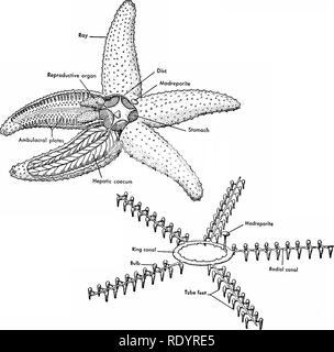 . Grundsätze der modernen Biologie. Biologie. Das Tierreich - 663. Abb. 32-35. Struktur der gemeinsamen Seestern. Oben links; Darstellung der internen Strukturen. Unten rechts: die Wasser-System. (Von der Allgemeinen Zoologie, von Miller und Haub. Holt, Rinehart und Winston, Inc.) Bedeutung Dieser perihaemal System wurde nicht festgestellt wurde. Klassen der Stachelhäuter. Die wichtigsten natürlichen Unterteilungen der Stamm sind: Klasse 1. Die Asferoidea (die Seesterne). Körper, sternförmige; Arme, fünf, Einzel- oder Mul-mehrere, nicht scharf abgegrenzt von der Cen- Disc; Stacheln, kurz und stumpf; zwei bis vier Zeilen o Stockfoto