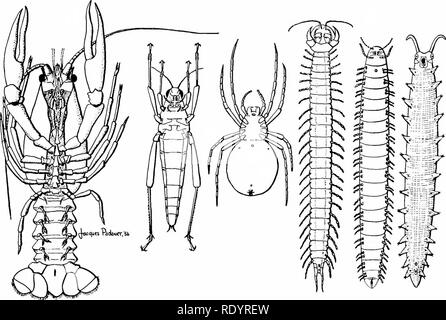 . Grundsätze der modernen Biologie. Biologie. Das Tierreich - 655 Muskeln dehnen von Teil zu Teil, die Überwindung der Gelenke. So wird jeder Teil der Exoskelett dient als Hebel in die muskuläre Bewegung und jedes gemeinsame dient als Drehpunkt. Darüber hinaus ist die arthropoden Exoskelett, zu dem sich die Muskeln intern anschließen, steht im deutlichen Gegensatz zu den Wirbeltieren endo-Skelett, die Muskulatur an ex-ternally. Klassen der Arthropoda. Die natürliche Gruppen, denen dieses grosse Stamm geteilt werden können, sind Folgende: Klasse 1. Die Crustaceen (Lobsfers, Garnelen, Muscheln, Krabben, etc.). In der Regel Stockfoto