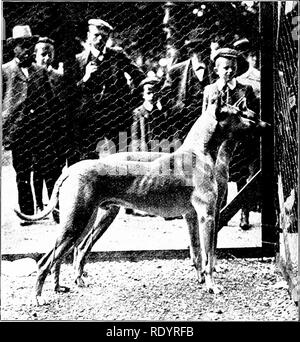 . Unsere heimische Tiere, ihre Gewohnheiten, Intelligenz und Nützlichkeit; tr. Aus dem Französischen von Gos. De Voogt, von Katharine S. Wormeley;. Heimische Tiere. CocKicR Spaxikl würdevoll, einen freimütigen, offenen Blick, dringt aber Vertrauen - das sind die generell anerkannten Qualitäten dieser Rasse, und sie haben sich beide Wertschätzung und Anerkennung gewonnen. Die frühen Hunde dieser Arten kamen aus einer Kreuzung zwischen dem Englischen Mastiff und die Irische Windhund aird dann waren groß und Sax' Alter. Zu Beginn des 16. Jahrhunderts wurden sie in Deutschland für die Jagd auf Wildschweine eingeführt, und wenn die spo Stockfoto