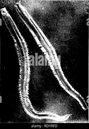 . Grundsätze der modernen Biologie. Biologie. 648-Vererbung und Evolution. Abb. 32-26. Eine Der sandworms (Neanlbes). Stamm Annelida; Klasse Polychaeta. Hinweis Die uno Gelenkwelle hautanhangsgebilde (parapodia) und die zahlreichen Borsten (setae). Links Muster, ventralen Aspekt; rechts Muster, dorsalen Aspekt. (Copyright, Allgemeine Biologi-schen Versorgung House, Inc.) Löwe in der Wirbeltiere, obwohl sehr (er Embryo, etwas verdeckt in der Erwachsenen klar sein; und es gibt eine gewisse Tendenz für die Segmente zu verschmolzen werden und auch modifiziert unter Arthropoda. Andere Annelid Features. Die anneliden waren unter den ersten, die ein Stockfoto