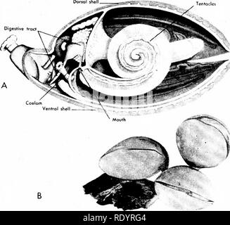 . Grundsätze der modernen Biologie. Biologie. Das Tierreich - 645. Abb. 32-21. Ein modernes brachiopod {Tentaculata). A, Abbildung der internen Struk- tur; B, Foto der drei gruppierten Personen. (Von der Allgemeinen Zoologie, von Miller und Haub. Holt, Rinehart und Winston, Inc.; unteren Foto, Copyright, Allgemeine biologische Supply House, Inc.) vorhanden sein können, und in der Regel gibt es einen Ring von Nervengewebe um die Speiseröhre. Im Allgemeinen sind die Geschlechter sind getrennt und die Männchen sind deutlich kleiner als die Weibchen. Einige parasitäre Nematoden sind sehr schaden - ful, wirtschaftlich und medizinisch. Die jungen Der commo Stockfoto