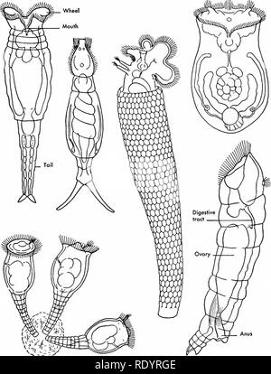 . Grundsätze der modernen Biologie. Biologie. Das Tierreich - 643. Abb. 32-19. Verschiedenen Rädertierchen, oder "Rad Tiere." Trotz ihrer mikroskopischen Größe, Diese sind Vielzellige Tiere mit einer ziemlich komplexen Struktur (siehe Text). (Von der Allgemeinen Zoologie, von Miller und Haub. Holt, Rinehart und Winston, Inc.) Arten, die ursprünglich weit verbreitet, seit sein - ausgestorben. Die bryozoa, durch die Bildung von starken Verkrustungen in seichte Gewässer, Co - erheblich mit der Korallen in Build operate-ing Riffe (s. 634). Petroleum Geologen Studium Kernproben von Probebohrungen, bryozo finden Stockfoto