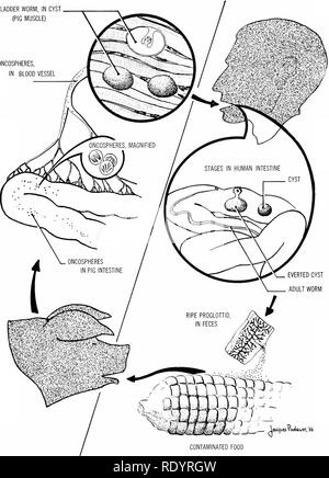 . Grundsätze der modernen Biologie. Biologie. 640 - Vererbung und Evolution blase Wurm, IN ZYSTE (Schwein Muskel) ONCOSPHERES, GEFÄSS. Auch Zyste nach Wurm Ich Leu^ Uis radkww, t kontaminierte Lebensmittel Abb. 32-17. Lebenszyklus der "Schweine-" (Taenia Solium). Sorgfältige Fleischbeschau hat die Inzidenz- Dieser Finnen Parasiten reduziert; aber es ist nicht sicher zu wenig gekochtem Schweinefleisch zu essen.. Bitte beachten Sie, dass diese Bilder extrahiert werden aus der gescannten Seite Bilder, die digital haben für die Lesbarkeit verbessert - Färbung und Aussehen dieser Abbildungen können nicht perfekt aussehen Stockfoto