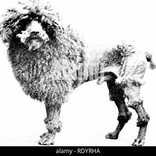 . Unsere heimische Tiere, ihre Gewohnheiten, Intelligenz und Nützlichkeit; tr. Aus dem Französischen von Gos. De Voogt, von Katharine S. Wormeley;. Heimische Tiere. Wurr. l') I,. rK POODI^E SO viele Stumpf und weitschweifig Lautsprecher, die ich brauchte, um mich mit intelligenten Tiere Wer hat n (jt sprechen." Der Pudel ist ein sehr gelehrig Tier zur Ruhe, viel in de-mand daher von Punch und Judy und Akrobaten. Es war ein Pudel, der sich mit nuiddy Füße an der Ecke einer bestimmten Straße in Paris veröffentlicht und auf den Pol abgesetzt - ished Stiefel der Passanten, wo - auf seinen Meister, produziert seine geschwärzt, fragte, " Stockfoto