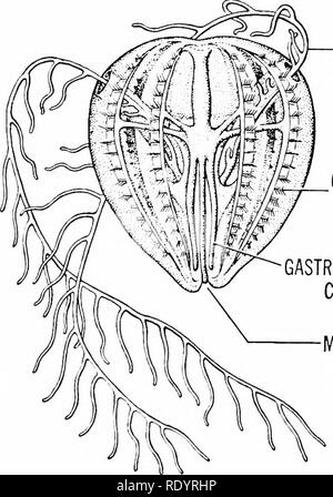 . Grundsätze der modernen Biologie. Biologie. kleine Quallen, außer dass sie in verschiedenen Formen. In der Tat, die früher die Rippenquallen (ausgesprochen - 10-o-FORES) wurden als hohltiere klassifiziert. Es gibt jedoch eine Reihe von wichtigen Unterschieden, und diese scheinen zu rechtfertigen, indem der "Kamm jel-Lügen" in einem separaten Stamm, der CRUSTACEA. Unterscheidungsmerkmale. Rippenquallen com monly sind aufgerufen, Kamm, Gelees, weil jeder zeigt acht radial angeordneten Reihen von Zilien, genannt "Kämme" (Abb. 32-12). Die zilien ermöglichen diese schwebenden Tieren sehr langsam durch t bewegen Stockfoto