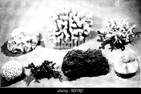 . Grundsätze der modernen Biologie. Biologie. 634 - Vererbung und Evolution. Abb. 32-10. Der skelettmuskulatur zu unterstützen und die Strukturen der verschiedenen Korallen Tiere. Korallenriffe sind vor allem für solche Strukturen, die möglicherweise enorm durch die Jahre ansammeln. (Mit freundlicher Genehmigung der Station der natürlichen Wissenschaft Einrichtung.) nant Rolle im Gebäude der Korallenriffe. Zweifellos der größte aller Korallenriffe ist das Great Barrier Reef, das sich mehr als tausend Meilen entlang der nordöstlichen Küste von Australien, in unterschiedlichen Entfernungen bis etwa 80 km vor der Küste. Aber auch kleinere Korallenriffe sind sehr häufig in Stockfoto