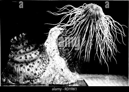 . Grundsätze der modernen Biologie. Biologie. Das Tierreich - 631. Abb. 32-7. Eine Seeanemone. Stamm Coelenterata; Klasse Blumentieren. Dieses Glas Modell zeigt eine erweiterte speci - Männer (rechts), mit vielen Tentakeln, die den Mund verlängern; und einer vertraglich vereinbarten Muster (links). Beide Personen sind von der gleichen Sorte (Megalactis fWffifhsi) und beide sind auf einem Felsen befestigt. (Mit freundlicher Genehmigung des American Museum of Natural History, New York.) eher diffus verstreut in den Körper der Polypen. Mit anderen Worten, die Zellen sind nicht aggregiert in Klar- nizable Gewebe, s Stockfoto