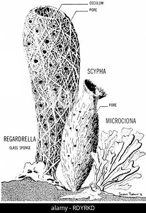 . Grundsätze der modernen Biologie. Biologie. Das Tierreich - 629 Die PORIFERA (buchstäblich, PORE TRÄGER) Diese primitiven Vielzellige Tiere, die in der Regel die Schwämme (Bild aufgerufen werden. 32-5), stellen eine relativ klein (Ca. Abb. 32-5. Einige Schwämme: phylum Porifera. 5000 Arten) Stamm. Fast alle Schwämme leben im Meer, viele in flachen Gewässern. Wie immer, einige leben in Tiefen, die sich bis zu vier Meilen; und es ist eine weithin distrib-beigetragen Süßwasser-Familie. Die meisten vertrauten Schwämme sind graubraune Farbe; aber einige der weniger bekannten Arten sind hell in verschiedenen Rottönen gefärbt, Stockfoto