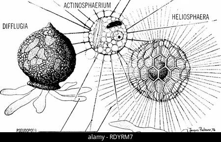 . Grundsätze der modernen Biologie. Biologie. Das Tierreich - 625 Die PROTOZOEN 1 Tiere) (wörtlich: erster Diese ziemlich groß (ca. 20.000 Arten) Stamm umfasst alle ein-celled Tieren oder - ganisms. Die meisten Arten sind der solitären Gewohnheit; aber es gibt eine Anzahl von kolonialen Formen. In der Regel die Ernährung holozoic ist; aber eine Gruppe, die Sporozoa, wird völlig para-sitic; und es gibt einige saprophytische Arten. Vier Untergruppen (hier als Klassen bezeichnet) entwickelt wurde: Klasse 1. Die sarcodina (Abb. 32-1). Pro-tozoa mit pseudopodia. Klasse 2. Die mastigophora (Abb. 32-2). Protozoen mit Stockfoto