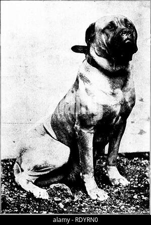 . Unsere heimische Tiere, ihre Gewohnheiten, Intelligenz und Nützlichkeit; tr. Aus dem Französischen von Gos. De Voogt, von Katharine S. Wormeley;. Heimische Tiere. 10 unsere heimischen Tiere. Kämpfe zwischen ExdLLsii Mastiff Mastiff und Bären oder Bullen. Diese arena Wettbewerbe wurden Probabl) - durch ein Kreuz, die Rasse Mastiff und ish Ii "wolfhounds gekämpft; Sehr cer-tainly sie nicht die moderne Mastiff ähneln. Letztere steht jetzt f r o m twent)' - fi'e l'ent' - acht Zoll hoch vom Boden bis zur Schulter, antl hat ein Gewicht von einhundert bis zweihundert Pfund. Die Schnauze und Ohren sind schwarz, und der Hund sich selbst Stockfoto