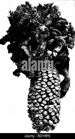. Grundsätze der modernen Biologie. Biologie. 610 - Vererbung und Evolution. Abb. 31-17. Mais, angesteckt durch Corn smut (Ustilago zeae), einem anderen parasitären basidiomycet. (Foto von Benjamin Koehler; aus der Pflanzenwelt.) Gruppen, insbesondere der gymnosperms und Angiospermen, schließlich entwickeln eine Befruchtung- Mechanismus, in dem das Sperma nicht Wasser benötigen, während Sie auf die Eier übertragen werden (Kap. 12). Pflanzliche Embryonen und deren Schutz. Dem zweiten Problem - Pflege der Zygote während der frühen Stadien der Entwicklung gefährdet - begann sehr früh, eine Lösung zu erreichen. Alle Em-bryophyta (siehe unten Stockfoto