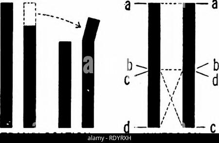 . Grundsätze der modernen Biologie. Biologie. HEXAPLOID PENTAPLOID (35) (42) (56) Abb. OCTAPLOID. 26-30. Chromosom Gruppen verschiedener Arten von Rosen. Einige dieser Formen (die mit ungeraden Chromosomenzahlen, mindestens) sind wahrscheinlich Hybriden. (Nach Tackholm.) In solchen Arten. In der Tat eine ganze Anzahl von Arten, die in eng verwandten Pflanze Gruppen haben Chromosom Zahlen, die ein Vielfaches einer gemeinsamen Faktor (Abb. 26-30). In jedem tetraploiden Lager, spätere Verirrungen oc-curring über einen Zeitraum von vielen Jahren Ergebnis in der Produktion der anderen Aktien, Hexaploid sind (6n), octaploid (8n), ein Stockfoto