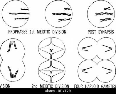 . Grundsätze der modernen Biologie. Biologie. Der TELOPHASE DER LETZTEN GONIAL DIVISION, DIPLOIDEN ANZAHL DER CHROMOSOMEN INTERMITOTIC STADIUM DER FRÜHEN PROPHASE AUXOCYTE BÜHNE ZEIGEN, Chromosomen, ANFANG ZU KOPPELN 1. meiotischen Teilung. 2. MEIOTISCHEN VIER HAPLOIDEN GAMETEN Abb. 26-4. Diagramm der Meiose in einer Zelle besitzt drei Paare von Chromosomen ausgestattet. In einem Embryo zu entwickeln, aber die Polkörper sind nicht. Das Verhalten der Chromosomen während der Reifung der Eier ist genau das gleiche wie es während der Reifung der Spermien (Bild ist. 26-4). Damit die net Ergebnis der Oogenese ist der p Stockfoto