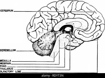 . Grundsätze der modernen Biologie. Biologie. Antworten von höheren Tieren: Das Nervensystem - 459 Abb. 25-11. Gehirn und Rückenmark des Menschen, die Katze und der Frosch, zeigt die relativen Größen und proportional stärker die Entwicklung des Gehirns im Mann und in der Katze. (Aus dem Nervensystem. Encyclopaedia Britannica, Inc.) Masse der grauen Substanz, bestehend hauptsächlich aus Nervenzellen stellen, zusammen mit dem dendrone und Axone, die eine Verbindung mit dem centrons. Das grau von der zentrale Bereich ist aufgrund einer Abwesenheit von Myelin. Diese weißlich lipoid Ma- terial investiert die Axone erst, nachdem Sie sich aus den Stockfoto