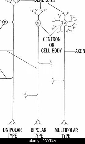 . Grundsätze der modernen Biologie. Biologie. Antworten von höheren Tieren: Das Nervensystem - 453 Nervensystem, und keine Fasern in die Nerven zu senden. Verband Neuronen sind, in Kontakt mit anderen Verband Neuronen, sowie mit sensorischen und motorischen Neuronen. In der Tat die Verschaltungen der Nervenzellen sind so umfangreich im gesamten zentralen Nerv-ous System, das Impulse aus jeder sensorischen Nerv kommen, können ihren Weg zu einer motorischen Nerv finden. Jedoch Impulse in allen höheren ani-mals sind eher gut folgen - definiert und lokalisierte Bahnen, die durch eine Vielzahl von Faktoren bestimmt werden (se Stockfoto