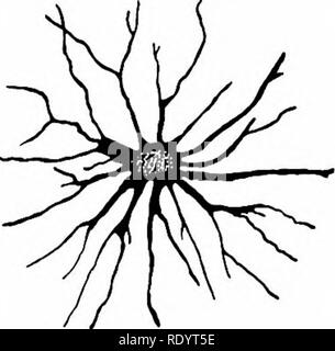 . Grundsätze der modernen Biologie. Biologie. Antworten von höheren Tieren: Die effektoren - 443 H O K^C^C" V&gt; "^C-C-OH1" c-q I+&lt;/2 02 Uhr*^, - C - ../HO"^"C""-S I H Aktive luciferin (LH2) C-H H&lt;^H I H c/"C-i ii; c-&Lt;i I o H Luciferin (LO) inaktiv, bis reduziert O II-C-OH+H 20 Abb. oxidiert. 24-12. Molekulare Struktur des luciferins der Firefly. chain Protein, bestehend aus etwa 1000 genau bestellt Peptid Einheiten. Darüber hinaus hat sich gezeigt, dass für jedes Molekül der aktiven luciferin (LH2), die zu der oxidierten für umgewandelt wird. Stockfoto