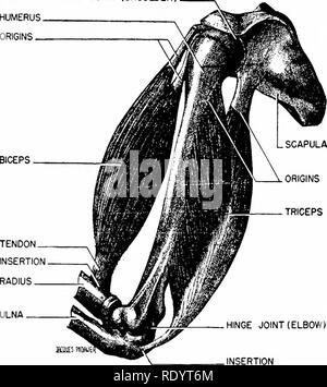 . Grundsätze der modernen Biologie. Biologie. 432 - Vielzellige Tiere, vor allem Mann Kugelgelenk (Schulter). HUMERUS. Herkunft.. Trizeps SCHARNIER (Kniestück) INSERTION Abb. 24-1. Zwei Muskeln des menschlichen Arms, hav-Ing eine mehr oder weniger antagonistisch Aktion. Beachten Sie, dass der Bizeps neigt zu (Flex) die Ellenbogen, während der Trizeps begradigt (Erweitert) die Gelenke verbiegen. Der Bizeps hat jedoch eine weitere wichtige Maßnahme, nämlich, der Unterarm zu drehen. Biegen oder Strecken, die gemeinsame. Ii Bewegung kommen, die Streckmuskeln muss während der Zeit entspannen, dass die beugemuskeln Vertragspartei sind; und umgekehrt ist der flex Stockfoto