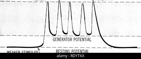. Grundsätze der modernen Biologie. Biologie. Aktion Antworten von höheren Tieren -. Die Rezeptoren - 429 POTENTIAL. Schwächere IMPULSE RUHENDEN POTENTIAL AKTION POTENTIAL. Bitte beachten Sie, dass diese Bilder sind von der gescannten Seite Bilder, die digital für die Lesbarkeit verbessert haben mögen - Färbung und Aussehen dieser Abbildungen können nicht perfekt dem Original ähneln. extrahiert. Marsland, Douglas, 1899 -. New York, Holt, Rinehart und Winston Stockfoto