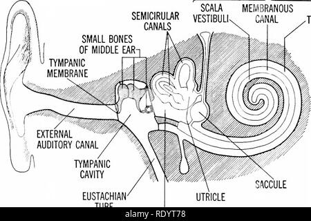 . Grundsätze der modernen Biologie. Biologie. Antworten von höheren Tieren: Die Rezeptoren - 425 COCHLEA oder", o, n,", R&gt; SCALA MEMBRANÖSE SCALA SEMJ? R.^R VESTIBULk Kanal. TYMPANI KANÄLE. Eustachische Röhre Vestibül Abb. 23-8. Struktur des menschlichen Ohrs. Die schattierten Bereiche mit starken Konturen Knochen dar; der hellere Linien repräsentieren membranöse Strukturen. mit Flüssigkeit und gesäumt von Haarzellen. Die SAC-cule und Prostaticus erscheinen mehr oder weniger wie statocysts zu funktionieren, aber die bogengänge sind mit der Wahrnehmung der Rota- Bewegung, nicht der betreffenden Stelle. Der unterschied- lichen halbrunde c Stockfoto