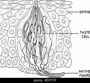 . Grundsätze der modernen Biologie. Biologie. Antworten von höheren Tieren: Die Rezeptoren - 421 extrem empfindlich auf chemische Stimulation. Die geschmacksnerven der Mundhöhle (Abb. 23-3) und der olfaktorischen Rezeptoren der nasalen Pas-weisen (Abb. 23-4) sind Vertreter der Chemo-Rezeptoren im Allgemeinen, und diese Strukturen wurden bereits erörtert (Kap. 16). Epithel. Geschmack Abb. 23-3. Ein Geschmack von der Zunge. Rezeptoren des Lichts, vor allem die Augen. Licht-rezeptive Zellen enthalten immer eine oder mehrere lichtempfindliche Stoffe, die der UN-dergo chemische Reaktion, wenn sie durch die Absorption von bestromt Stockfoto