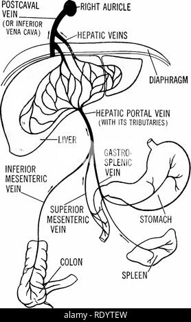 . Grundsätze der modernen Biologie. Biologie. Oder POSTCAVAL VENE (Vena cava inferior) - rechte Ohrmuschel - Leber Venen. Abb. 17-16. Die hepatische Portal Verkehr des Menschen. Beachten Sie, dass Blut, nach Aufnahme Lebensmittel Stoffe aus dem Magen-Darm-Trakt, gelangt direkt in das Kapillarsystem der Leber. Ein pfortader verursacht immer aus und endet in einer Kapillare Netzwerk. der hepatischen Venen, die Blut weg von der Leber führen. In Wirbeltieren, es ist im Allgemeinen nicht schwierig, die pfortader zu identifizieren, da diese große Vene immer Bankkontokorrent-guthaben nates in der Nähe des Zwölffingerdarmes und läuft auf der Basis des Stockfoto