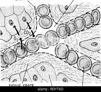 . Grundsätze der modernen Biologie. Biologie. Abb. 17-12. Eine Kapillare. Beachten Sie, dass die Mauer besteht lediglich aus einem einfachen Endothel. Endothel PLASMA. Gewebe Platz (LYMPHE) GEWEBE ZELLEN rote Zelle Abb. 17-13. Interne Respiration: per Diffusion prinzipiell Austausch von Gasen zwischen den Zellen und im Blut. mehr Venen, die das Blut von der Orgel und es zum Herzen zurück. Beziehung zwischen Blut, Lymphe und Zellen wie gesehen in Abbildung 17-13, das Blut in einem Organ nicht direkt mit dem Gewebe Zellen. Folglich Mate-rial Austausch zwischen Blut und Zellen müssen Stockfoto