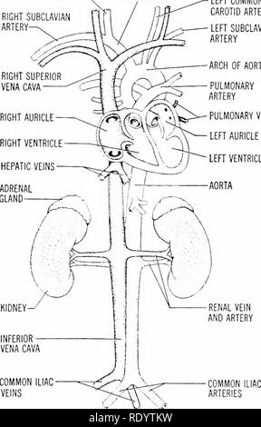 . Grundsätze der modernen Biologie. Biologie. 328-Vielzellige Tiere, vor allem der Mensch mit der RECHTEN A. carotis communis - Vena subclavia ft Arterie - x H DER RECHTEN Vena cava superior mit der rechten Ohrmuschel rechten Ventrikel HEPATISCHE VENEN NEBENNIERE INNOMINATE ARTERIE DER LINKEN A. carotis communis LINKS A. subclavia ARCH DER AORTA LUNGENARTERIE LUNGENVENEN linken Ohrmuschel linken Ventrikel. Abb. 17-10. Principal Blutgefäße des Menschen und ihre Verbindungen mit der Herzkammern. Ventrale Ansicht. Stellen Sie sicher, dass Sie zwischen den systemischen und pulmonalen Stromkreise (siehe Text, S. 327) unterscheiden. ziemlich häufigen Intervallen mit Stockfoto