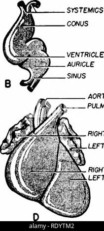 . Grundsätze der modernen Biologie. Biologie. AORTA LUNGENARTERIE rechten Ohrmuschel linken Ohrmuschel rechten Ventrikel linker Ventrikel Abb. 17-8. Phasen in der Entwicklung der Säuger Herz (ventrale Ansicht). Beachten Sie die Ähnlichkeit der Stufen B und C, um die Fische und Amphibien Herzen. Siehe auch Seite 284, der embryonalen Entwicklung des Herzens. Richtung, durch die Anwesenheit von zahlreichen Ventile in die Blutgefäße. Die Blutgefäße. Die Blutgefäße eines erwachsenen Wirbeltiere sind in Bezug auf das Herz definiert: Arterien führen weg vom Herzen; Venen führen zum Herzen; und kapillare Netzwerke con Stockfoto