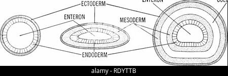 . Grundsätze der modernen Biologie. Biologie. 296 - Vielzellige Tiere, vor allem Mann ENTERON ZÖLOM. HYDRA PLANARIEN REGENWURM Abb. 16-10. Schaltpläne der Querschnitte von Hydra und Planarien und Regenwurm. Dünnwandige distensible Kammer, die Ernte. Beim Durchlaufen durch die speiseröhre das Essen wird die Masse mit den Säften von drei Paaren vielzelliger Drüsen gemischt, die kalkhaltige Drüsen (Abb. 16-9). Diese sekrete sind reich an Kalziumkarbonat, das verdauungssystem Reaktionen beeinflussen können. Wenn das Erntegut ac - kumuliert ausreichend Nahrung, leitet er die Masse auf den Dickwandigen gizzard (Segmente 17 und Stockfoto