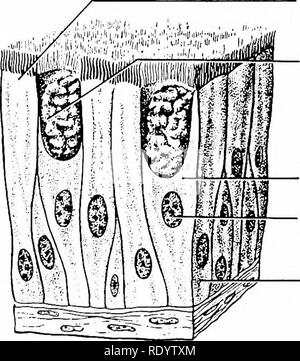 . Grundsätze der modernen Biologie. Biologie. Embryonale Developmenf} Differenzierung von Gewebe - 285 Histologie: URSPRUNG UND WESEN DER KÖRPERGEWEBE alle Zellen des sich entwickelnden Embryo pos-sess gleichwertige Chromosomen, von Mi abgeleitet - tosis aus der Zygote, und junge Embryonen, die Zellen Anzeige wenig oder keine offensichtlichen unterscheiden - entiation. Aber früher oder später werden die Zellen in den verschiedenen Regionen des Embryos dif- schiedlichen geworden; einige werden Muskeln, Nerven, etc., bis schließlich alle Gewebe des Erwachsenen erkennbar werden. Zunächst, das bestimmte Schicksal eines em-bryonic Zelle ist nicht bestimmt, Stockfoto