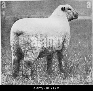 . Arten und Rassen der Tiere. Viehbestand. 534 Schafe ernten und hohe Flanken zeigen Mangel an Verfassung und schlechter Zufuhr Charakter. Die Fülle der Flanke ist von entscheidender Bedeutung. 'W^Q vorderbeine sollte weit auseinander und stark bemuskelt, der Arm, der Schaft Knochen fein und kurze, die Gelenke und Mittelfuss stark. Im ganzen Bein von vorne oder von der Seite gesehen muss gute Form zeigen. Abb. 240. Eine feine Art von Hammel- Schafe, den grand champion Ob, a Shropshire, am Internationalen Live-Stock Exposition, 1917. Von Jess Andrew, West Point, Indiana ausgestellt. Von Foto von Hildebrand, mit freundlicher Genehmigung von M Stockfoto