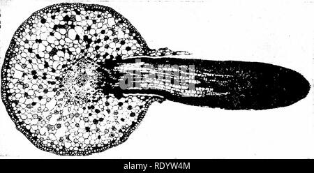 . Grundsätze der modernen Biologie. Biologie. Die Vervielfältigung in vielzelligen Pflanzen - 233. Abb. 12-38. Eine zweite Wurzel Kräfte den Weg durch die ADR-tex und Epidermis der Primary Root. SCION BUD LAGER. Bitte beachten Sie, dass diese Bilder sind von der gescannten Seite Bilder, die digital für die Lesbarkeit verbessert haben mögen - Färbung und Aussehen dieser Abbildungen können nicht perfekt dem Original ähneln. extrahiert. Marsland, Douglas, 1899 -. New York, Holt, Rinehart und Winston Stockfoto