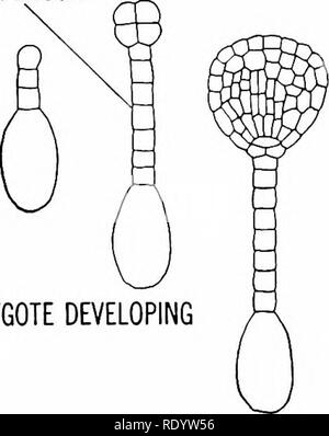 . Grundsätze der modernen Biologie. Biologie. Die Vervielfältigung in vielzelligen Pflanzen - 231 EPICOTYL KEIMBLATT SUSPENSOR. ZYGOTE ENTWICKLUNG Abb. 12-34. Die Entwicklung des Embryos einer ledonous dicoty-Anlage. Die Keimung. Wenn ein Samen reif ist, Entwicklungs- vorübergehend angehalten. Unter natürlichen Bedingungen die meisten Samen bleiben im schlafenden Zustand während des Winters oder trockener Jahreszeit; und einige Samen kann nicht gezwungen werden, ohne die Intervention eines bestimmten Ruhephase zu keimen. Zur richtigen Zeit, mit der Einführung von Wärme und Feuchtigkeit, das Saatgut absorbiert Wasser, schwillt mächtig Burst der Samen Mäntel, und nein zu Stockfoto