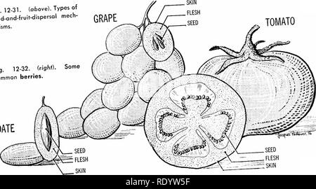 . Grundsätze der modernen Biologie. Biologie. JACQUES PTOWJEft SI Abb. 12-31. (Oben). Arten von Saatgut - und - Obst - Zerstreuung mech-anisms. Abb. 12-32. (Righ") - Einige gemeinsame Beeren.. Datum PftiawcC^ C. Bitte beachten Sie, dass diese Bilder sind von der gescannten Seite Bilder, die digital für die Lesbarkeit verbessert haben mögen - Färbung und Aussehen dieser Abbildungen können nicht perfekt dem Original ähneln. extrahiert. Marsland, Douglas, 1899 -. New York, Holt, Rinehart und Winston Stockfoto