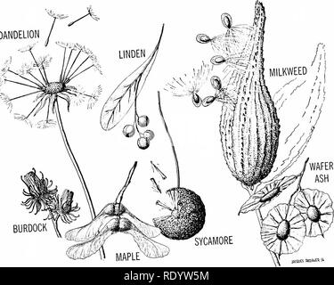 . Grundsätze der modernen Biologie. Biologie. Die Vervielfältigung in vielzelligen Pflanzen - 229 Löwenzahn. JACQUES PTOWJEft SI Abb. 12-31. (Oben). Arten von Saatgut - und - Obst - Zerstreuung mech-anisms. Abb. 12-32. (Righ") - Einige gemeinsame Beeren.. Bitte beachten Sie, dass diese Bilder sind von der gescannten Seite Bilder, die digital für die Lesbarkeit verbessert haben mögen - Färbung und Aussehen dieser Abbildungen können nicht perfekt dem Original ähneln. extrahiert. Marsland, Douglas, 1899 -. New York, Holt, Rinehart und Winston Stockfoto