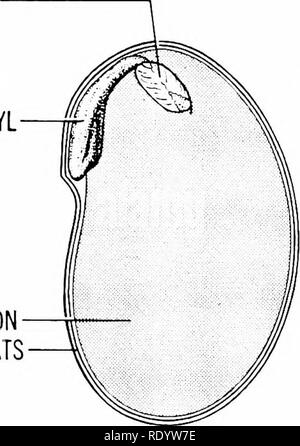 . Grundsätze der modernen Biologie. Biologie. Die Vervielfältigung in vielzelligen Pflanzen - 223 EPICOTYL HYPOCOTYL. Keimblatt Samenkorn-mäntel Abb. 12-21. Eine geöffnete bean Saatgut mit einem der beiden Keimblätter entfernt. Dies zeigt der Körper der em bryo, bestehend aus dem hypokotyl und die epicotyl. und anderen umliegenden Gewebe, während die Samen reifen. Wie eine Reserve von organischer Materie ist äußerst wichtig für den Embryo, wenn der Same beginnt zu keimen. Bis die Jungen sporo-phyte entwickelt ein gutes Wurzelsystem und wirft seinen Stamm und Blätter über dem Boden, wo das Licht verfügbar ist, ist es nicht synthetisieren Eigene Stockfoto