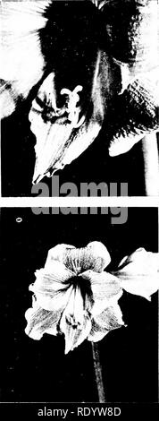 . Grundsätze der modernen Biologie. Biologie. Abb. 12-16. Die Tulpe ist eine der Monocotyledoneae. Die Blume zeigt 3 Kelchblätter, 3 Blütenblätter, 6 Staubgefäße und Stempel einer Verbindung mit einem 3-verzweigte Stigma. (Von Co//ege Botanik, von Fuller und Tippo. Holt, Rinehart und Winston, Inc.) sporangien), in der (denen) die Pollenkörner 1 (mi-crospores) in großen Stückzahlen produziert werden. 1 Die Begriffe "Pollen grain" und "microspore" sind fast, aber nicht ganz Synonym, da die Micro-spore Kern in der Regel einmal teilt vor der Pollen vergossen wird.. B Abb. 12-17. Blumen von Amaryllis, einer der Mono-cotyled Stockfoto