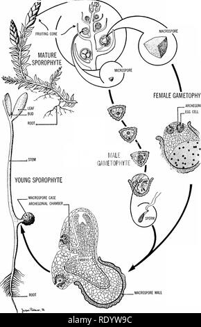 . Grundsätze der modernen Biologie. Biologie. Weibliche GAM ETOPHYTE ARCHEGONIUM EIZELLE. MACROSPORE WAND Abb. 12./13. Die Vervielfältigung in Selaginella, einer der Club Moose. Einige der Club Moose sind aufgerufen, schleichende Kiefern, und sind häufig für Weihnachten Dekoration verwendet (vgl. Abb. 31-20).. Bitte beachten Sie, dass diese Bilder sind von der gescannten Seite Bilder, die digital für die Lesbarkeit verbessert haben mögen - Färbung und Aussehen dieser Abbildungen können nicht perfekt dem Original ähneln. extrahiert. Marsland, Douglas, 1899 -. New York, Holt, Rinehart und Winston Stockfoto