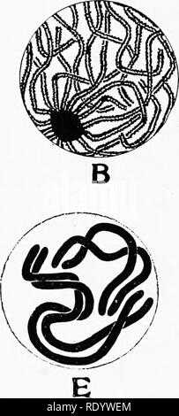 . Genetik in Bezug auf die Landwirtschaft. Vieh; Vererbung; Variation (Biologie); Pflanzenzüchtung. . Bitte beachten Sie, dass diese Bilder sind von der gescannten Seite Bilder, die digital für die Lesbarkeit verbessert haben mögen - Färbung und Aussehen dieser Abbildungen können nicht perfekt dem Original ähneln. extrahiert. Babcock, E. B. (Ernest Braun), b. 1877; Clausen, Roy Elwood, 1891 -. New York, McGraw-Hill; [etc. Usw.] Stockfoto