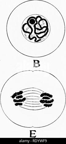 . Genetik in Bezug auf die Landwirtschaft. Vieh; Vererbung; Variation (Biologie); Pflanzenzüchtung. . Bitte beachten Sie, dass diese Bilder sind von der gescannten Seite Bilder, die digital für die Lesbarkeit verbessert haben mögen - Färbung und Aussehen dieser Abbildungen können nicht perfekt dem Original ähneln. extrahiert. Babcock, E. B. (Ernest Braun), b. 1877; Clausen, Roy Elwood, 1891 -. New York, McGraw-Hill; [etc. Usw.] Stockfoto