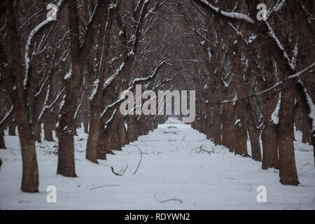 Der Schnee Reihen von Bäumen in einem Pecan Grove in New Mexico Mesilla Valley, in der Nähe von Las Cruces Stockfoto