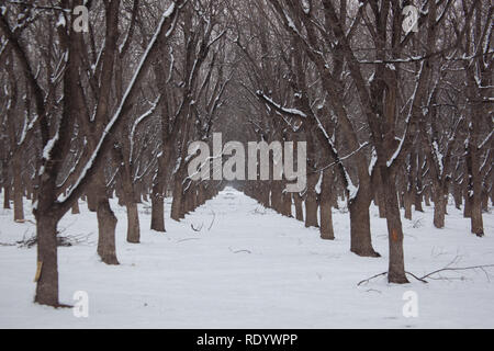 Der Schnee Reihen von Bäumen in einem Pecan Grove in New Mexico Mesilla Valley, in der Nähe von Las Cruces Stockfoto